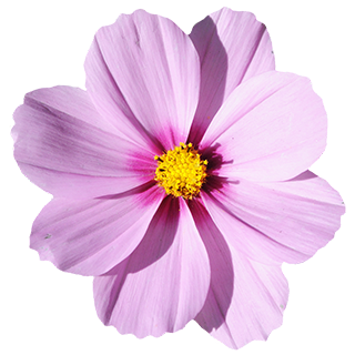 Imagen de flor morada