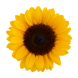 Imagen de girasol web